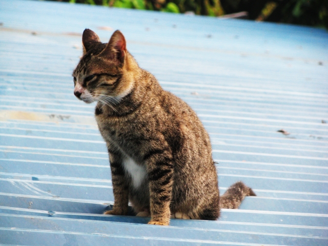猫背のタイプ別、美しい姿勢を手に入れる為の猫背改善方法｜八尾市整骨院