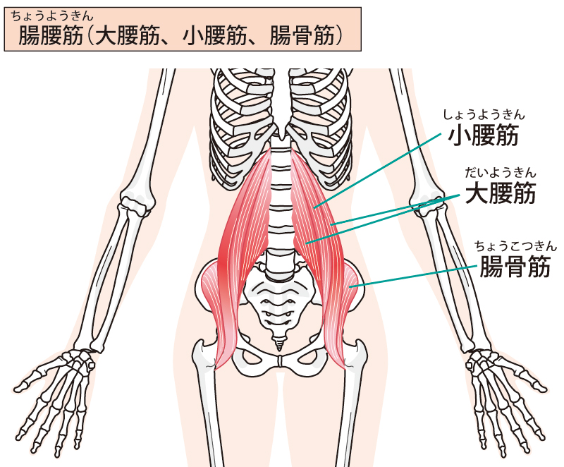 腸腰筋に痛みが…可能性のある2大原因と対処法とは｜八尾市整骨院