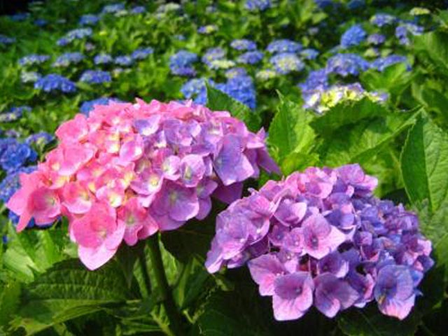 えっ、もう６月