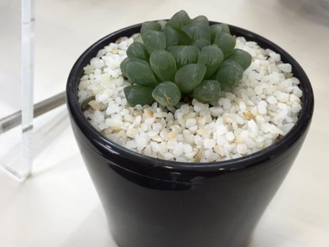 我が治療所に多肉植物ちゃんが