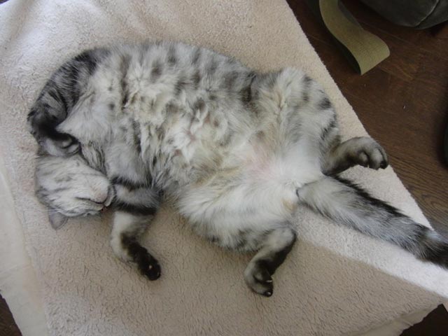 食っちゃ寝はやっぱり良くないのか？｜八尾市整骨院